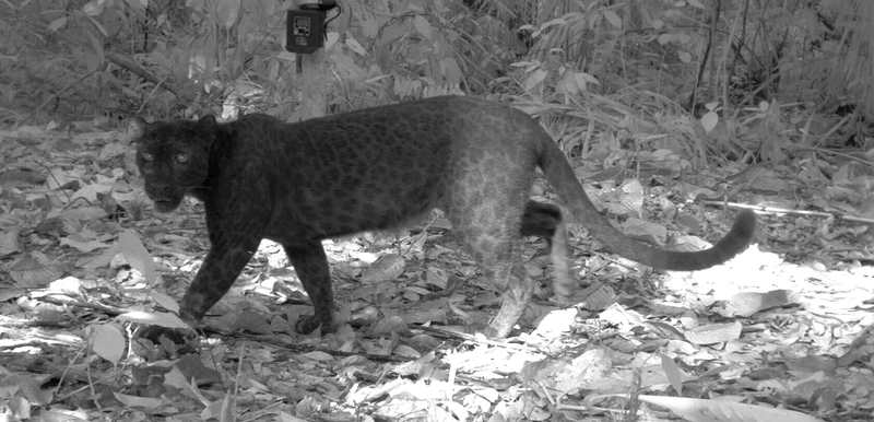 Illustration for article titled Científicos logran fotografiar las manchas en la piel del leopardo negro